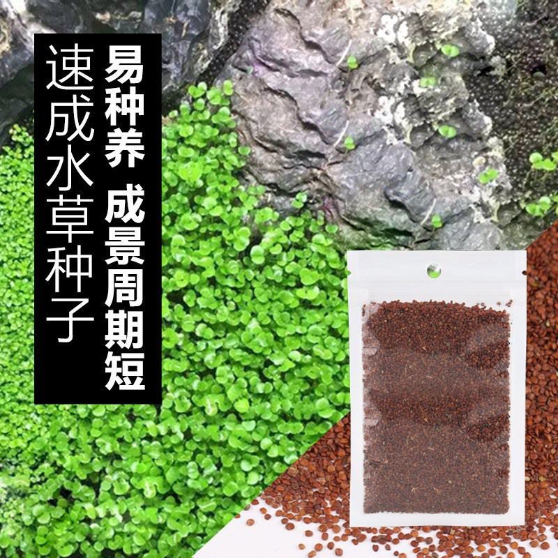 水草种子小对叶大对叶草速成水族箱鱼缸造景前景草坪植物