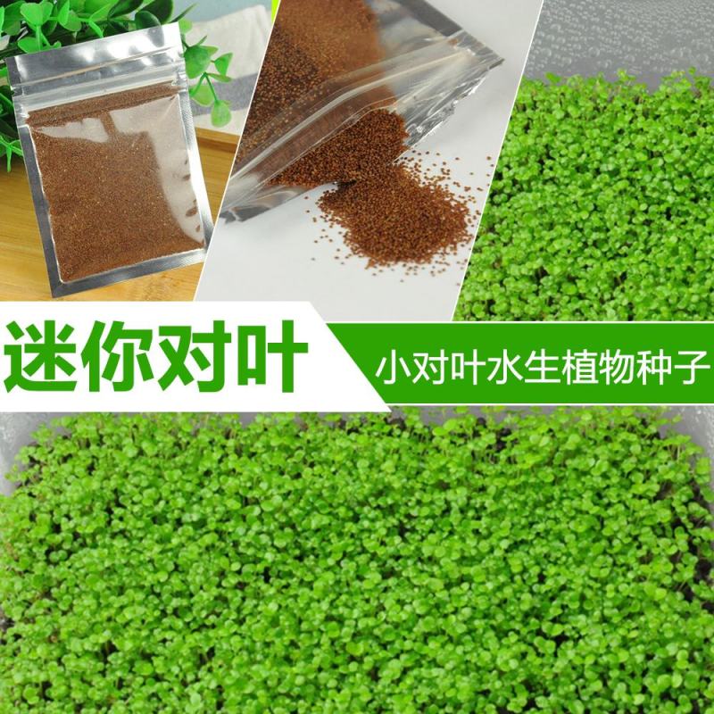 水草种子小对叶大对叶草速成水族箱鱼缸造景前景草坪植物
