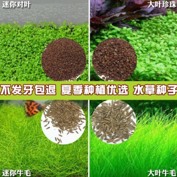 水草种子小对叶大对叶草速成水族箱鱼缸造景前景草坪植物