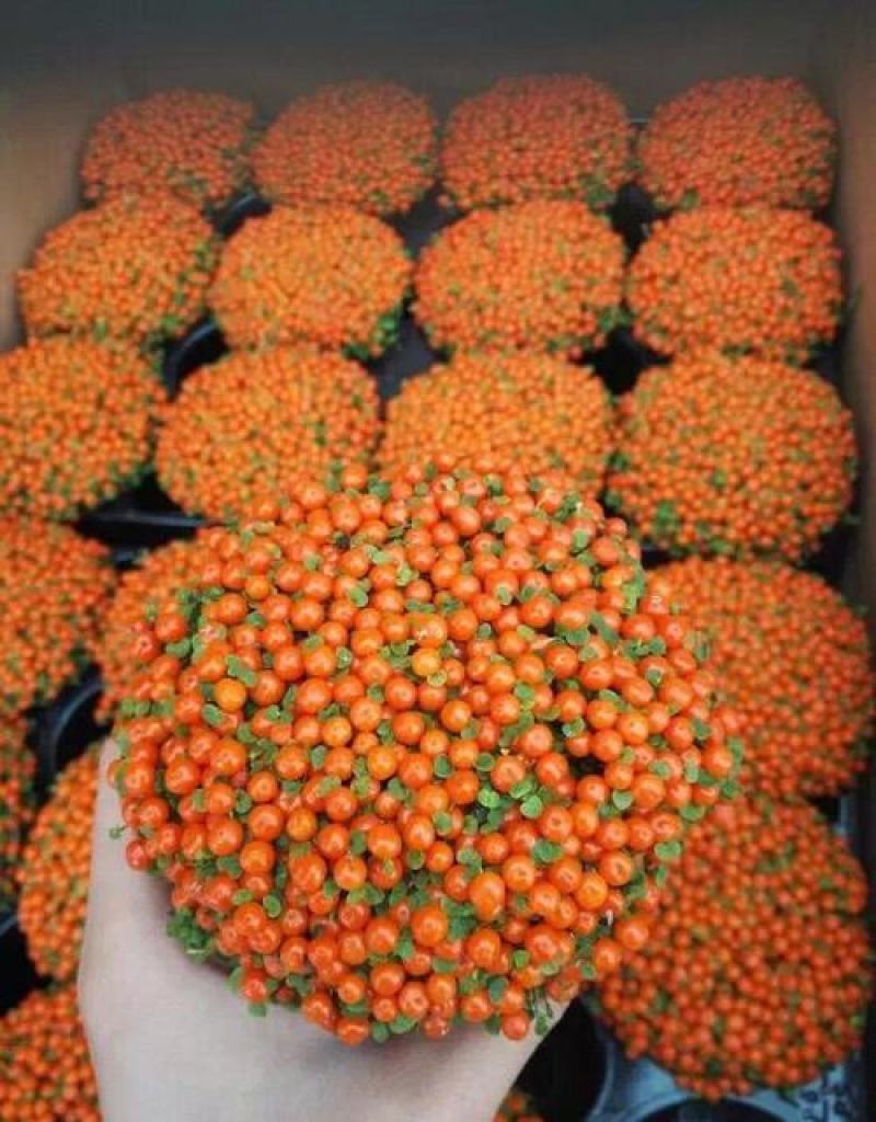 珍珠橙盆栽绿植花卉多肉植物办公桌室内客厅易养