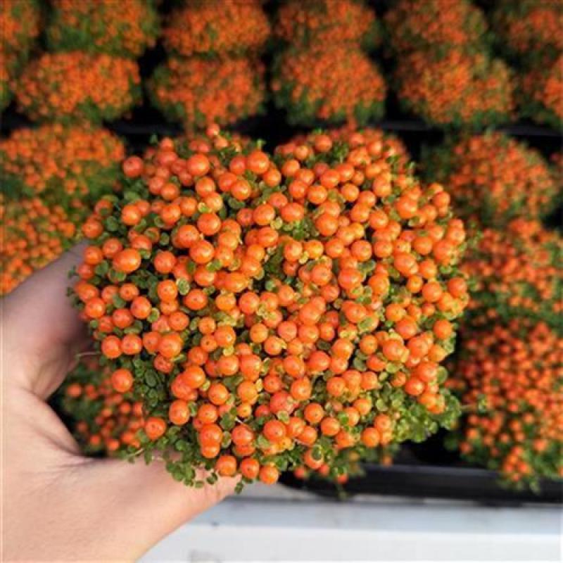 珍珠橙盆栽绿植花卉多肉植物办公桌室内客厅易养