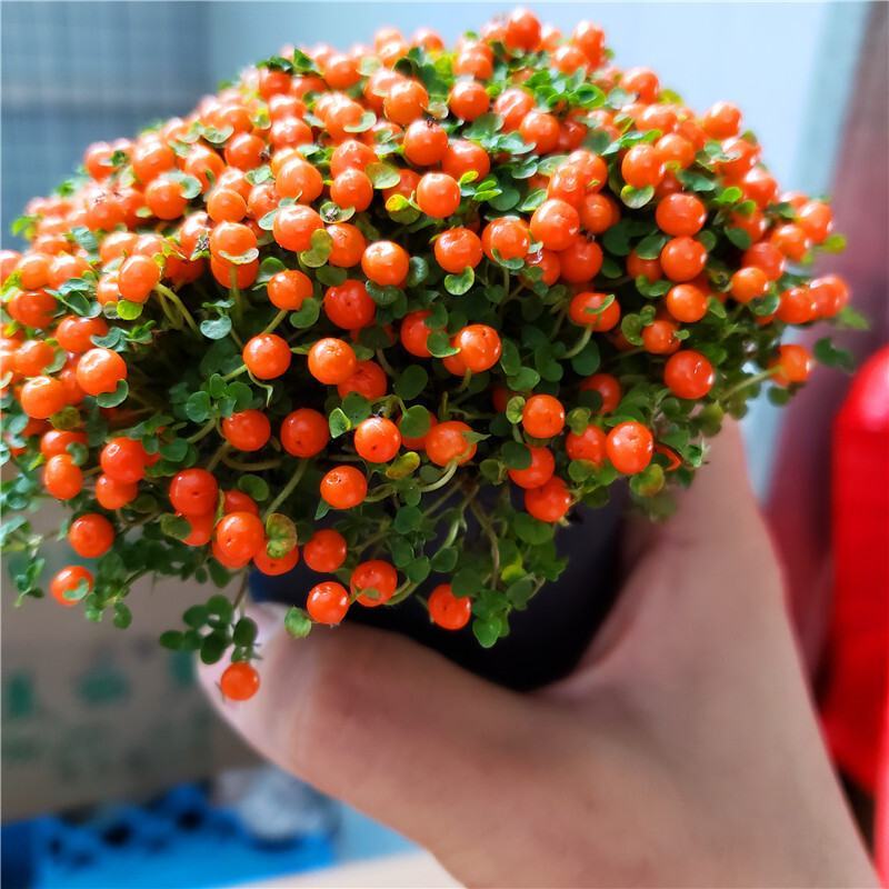 珍珠橙盆栽绿植花卉多肉植物办公桌室内客厅易养