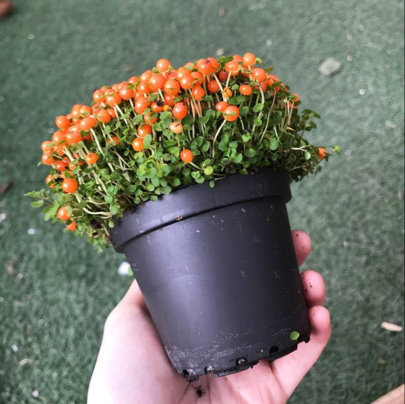 珍珠橙盆栽绿植花卉多肉植物办公桌室内客厅易养