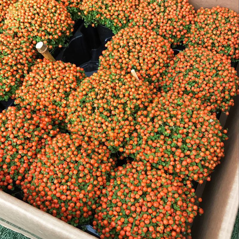珍珠橙盆栽绿植花卉多肉植物办公桌室内客厅易养