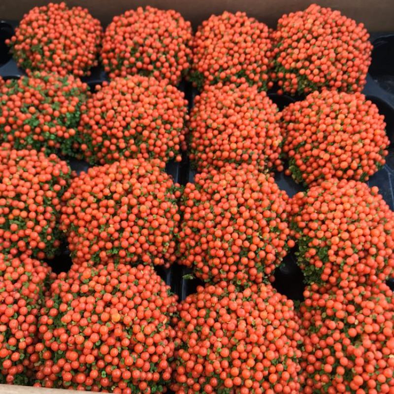 珍珠橙盆栽绿植花卉多肉植物办公桌室内客厅易养