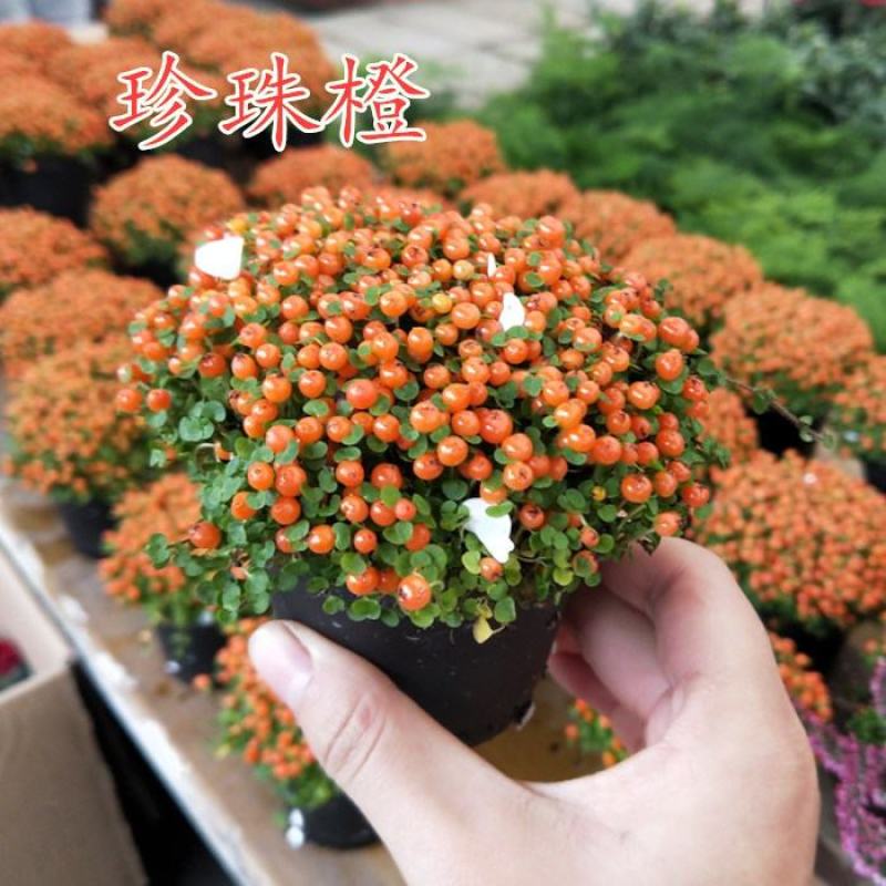 珍珠橙盆栽绿植花卉多肉植物办公桌室内客厅易养