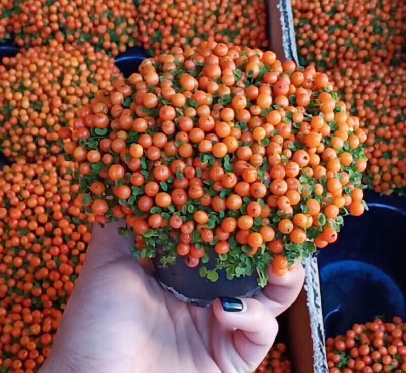 珍珠橙盆栽绿植花卉多肉植物办公桌室内客厅易养
