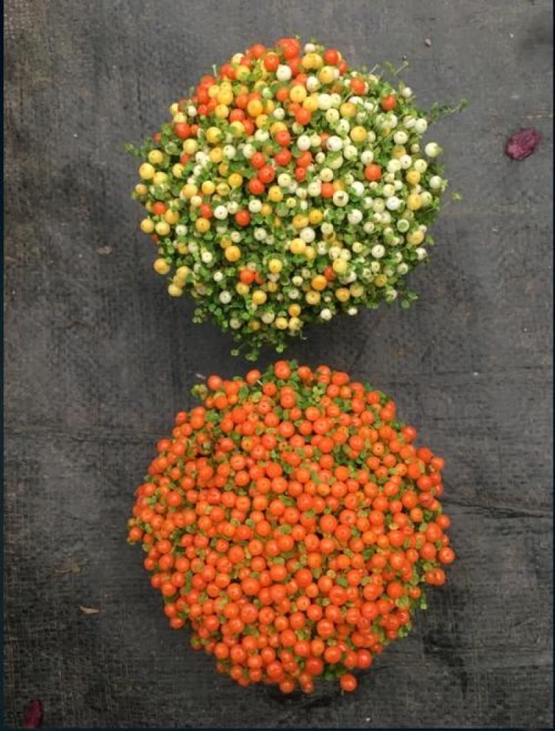 珍珠橙盆栽绿植花卉多肉植物办公桌室内客厅易养