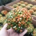 珍珠橙盆栽绿植花卉多肉植物办公桌室内客厅易养