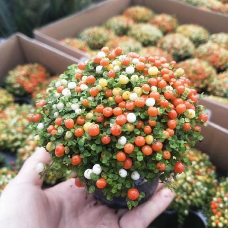 珍珠橙盆栽绿植花卉多肉植物办公桌室内客厅易养
