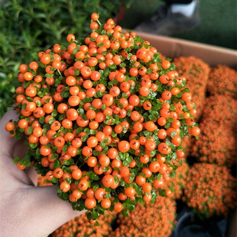 珍珠橙盆栽绿植花卉多肉植物办公桌室内客厅易养