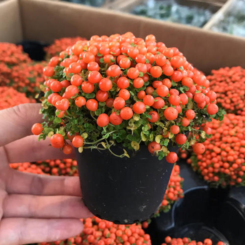 珍珠橙盆栽绿植花卉多肉植物办公桌室内客厅易养