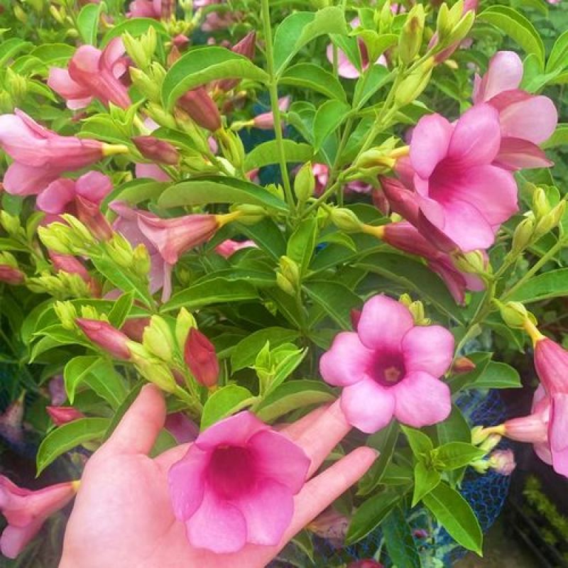 黄婵花盆栽金蝉紫蝉庭院阳台花卉带土带盆发货灌木绿植