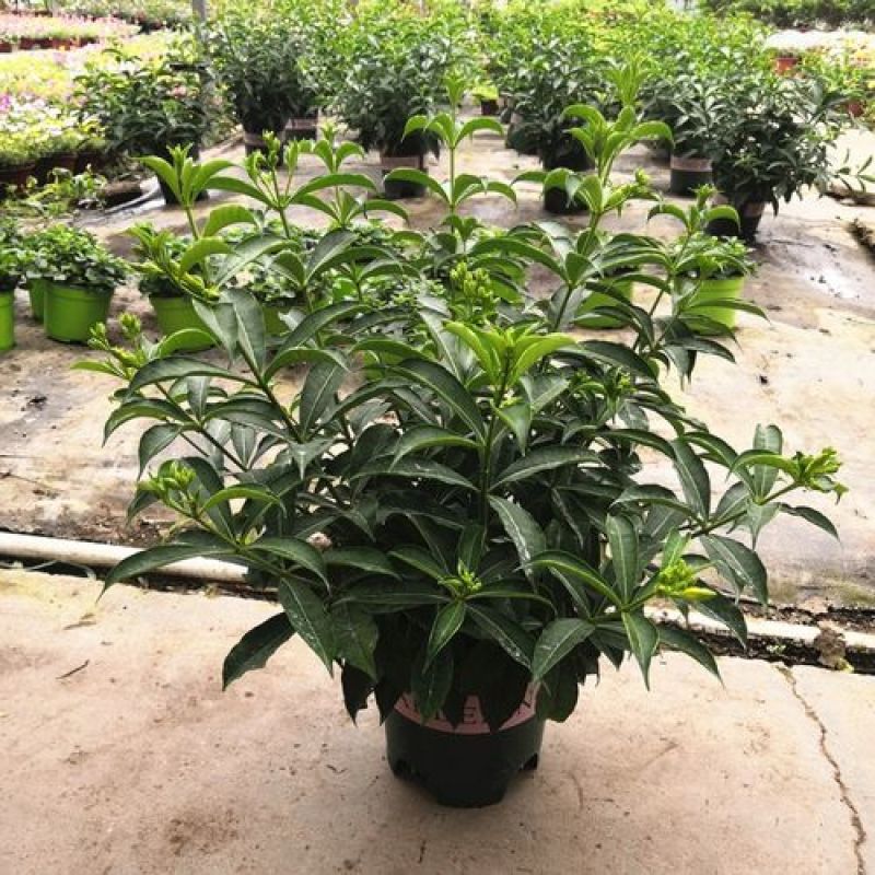 黄婵花盆栽金蝉紫蝉庭院阳台花卉带土带盆发货灌木绿植