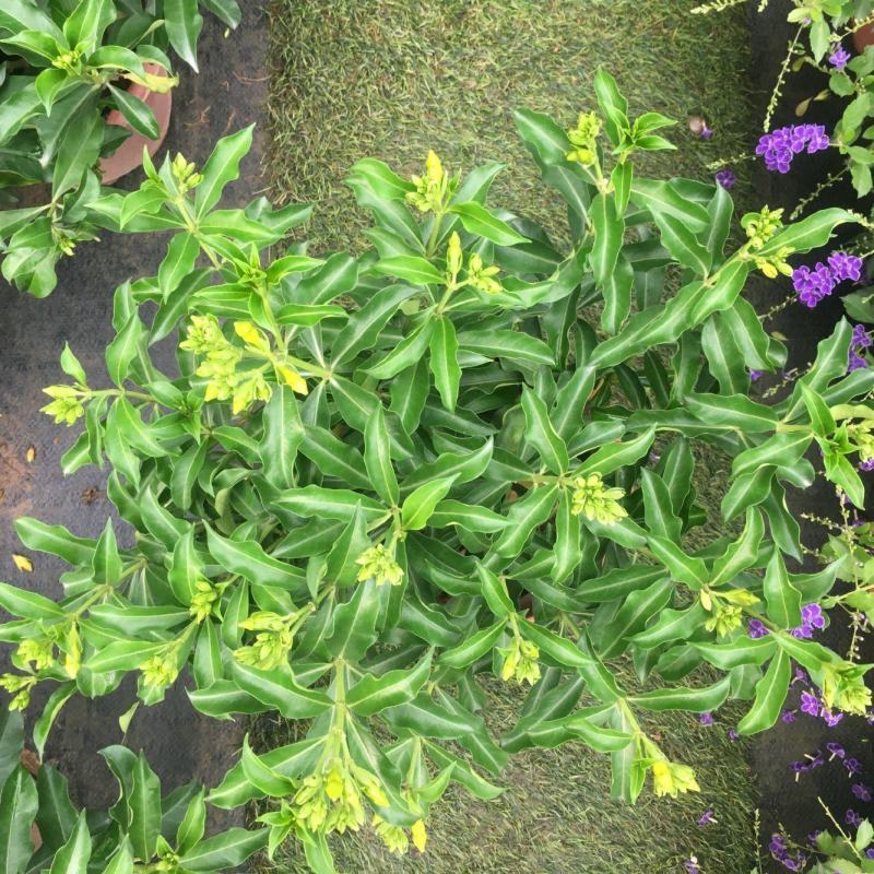 黄婵花盆栽金蝉紫蝉庭院阳台花卉带土带盆发货灌木绿植