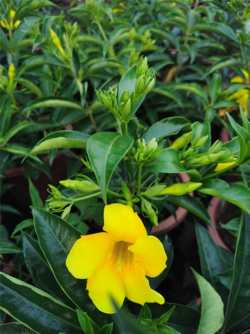 黄婵花盆栽金蝉紫蝉庭院阳台花卉带土带盆发货灌木绿植