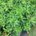 黄婵花盆栽金蝉紫蝉庭院阳台花卉带土带盆发货灌木绿植