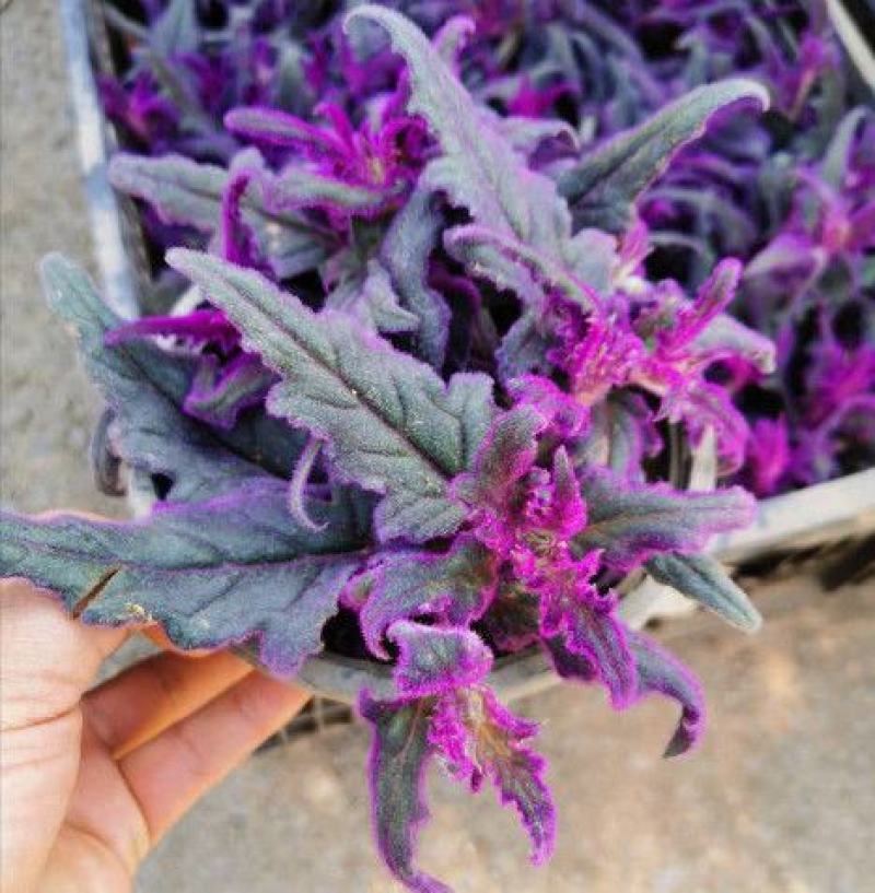 紫鹅绒盆栽紫绒三七天鹅绒花苗彩叶新奇稀有紫鹅绒苗