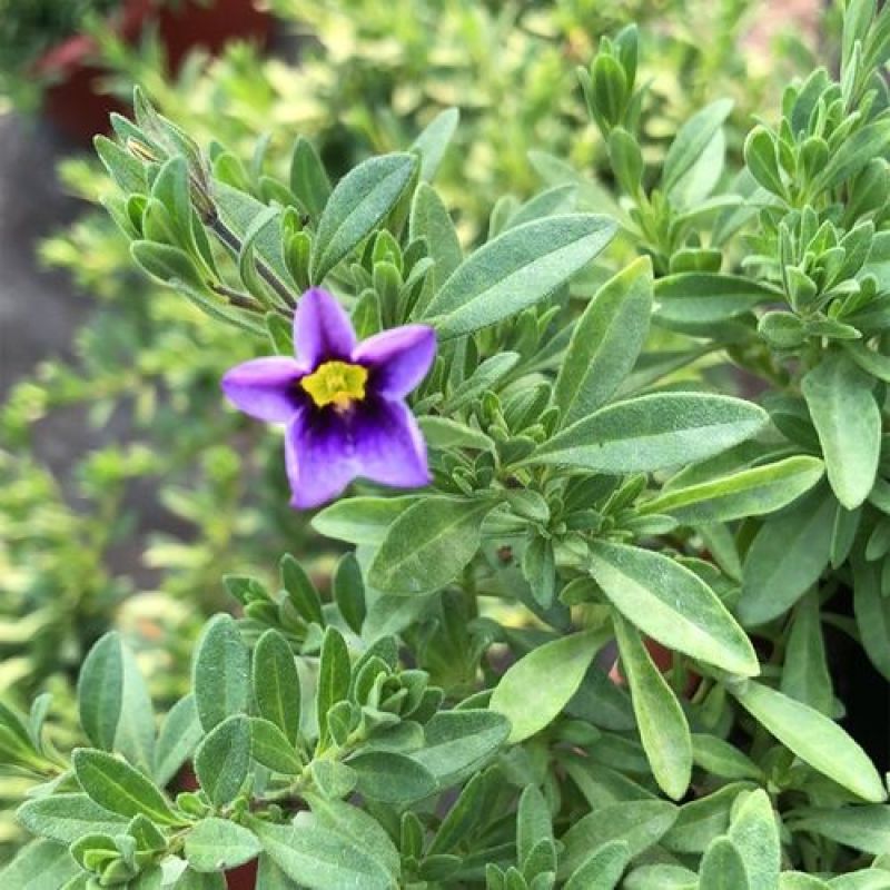 舞春花百万小玲盆栽花卉绿植室外阳台庭院花园垂吊植物易爆盆