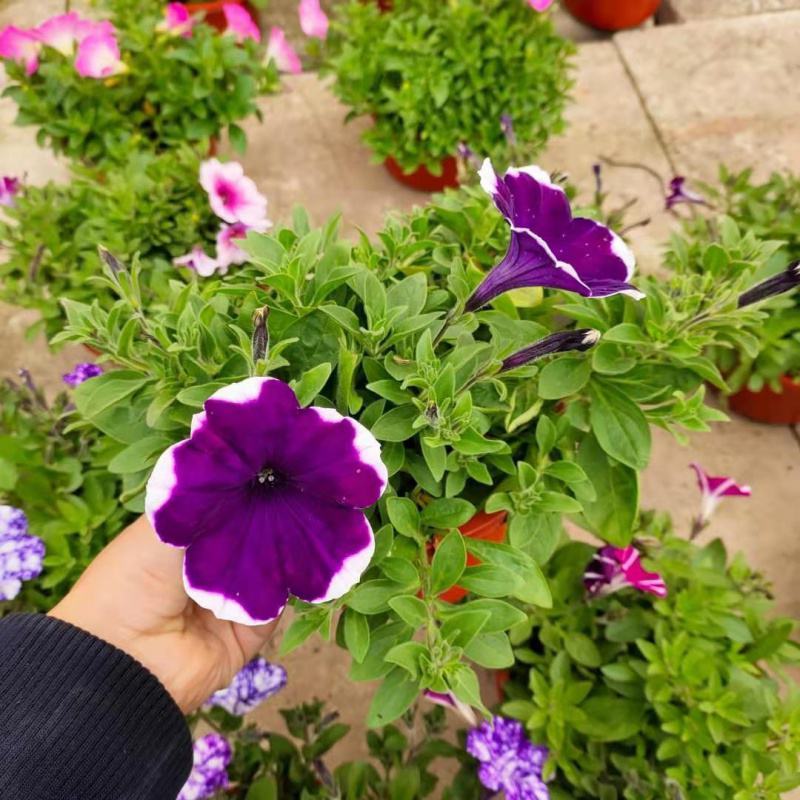 舞春花百万小玲盆栽花卉绿植室外阳台庭院花园垂吊植物易爆盆