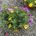 舞春花百万小玲盆栽花卉绿植室外阳台庭院花园垂吊植物易爆盆