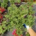 舞春花百万小玲盆栽花卉绿植室外阳台庭院花园垂吊植物易爆盆