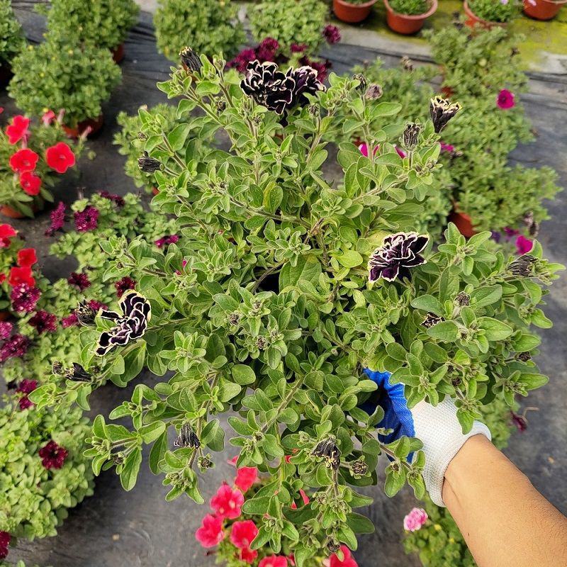 舞春花百万小玲盆栽花卉绿植室外阳台庭院花园垂吊植物易爆盆