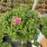 舞春花百万小玲盆栽花卉绿植室外阳台庭院花园垂吊植物易爆盆
