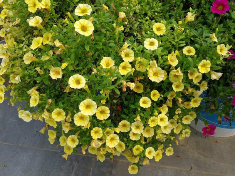 舞春花百万小玲盆栽花卉绿植室外阳台庭院花园垂吊植物易爆盆