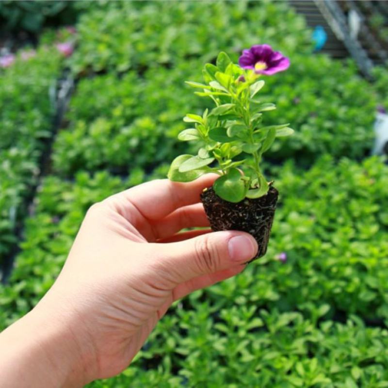 舞春花百万小玲盆栽花卉绿植室外阳台庭院花园垂吊植物易爆盆