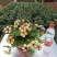 舞春花百万小玲盆栽花卉绿植室外阳台庭院花园垂吊植物易爆盆