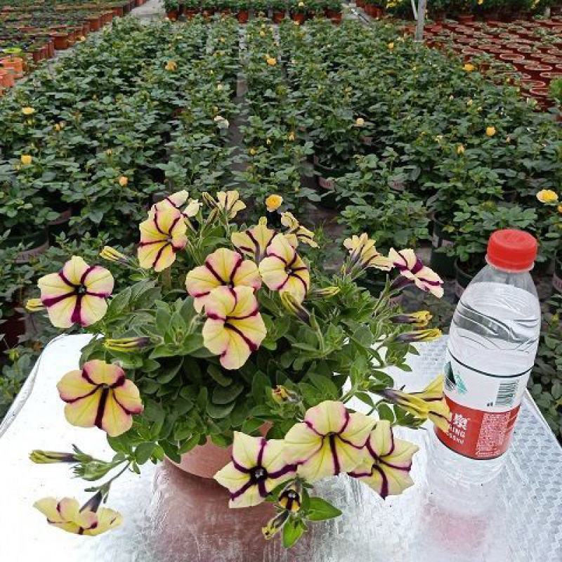 舞春花百万小玲盆栽花卉绿植室外阳台庭院花园垂吊植物易爆盆