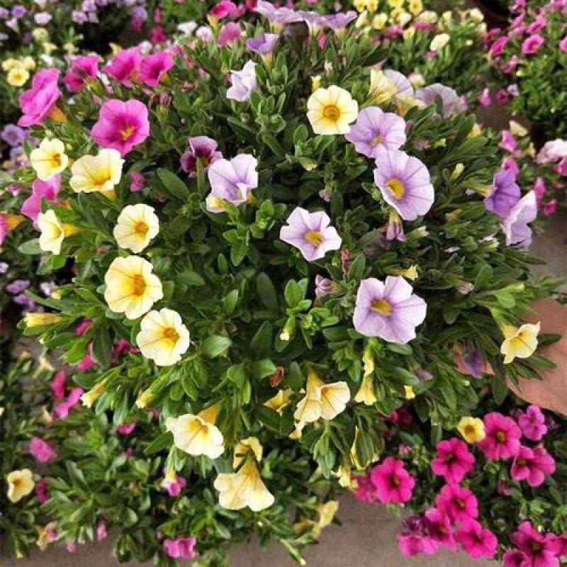 舞春花百万小玲盆栽花卉绿植室外阳台庭院花园垂吊植物易爆盆