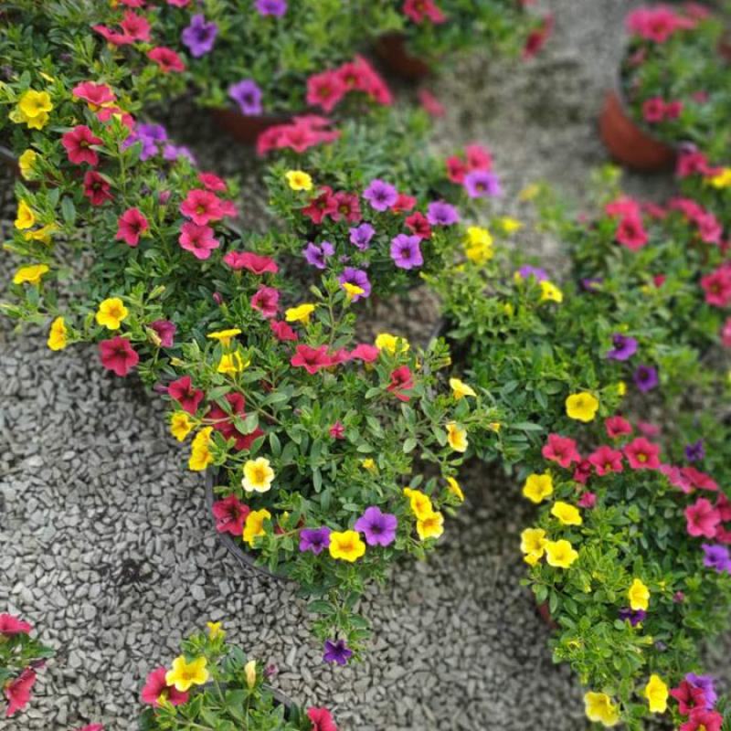 舞春花百万小玲盆栽花卉绿植室外阳台庭院花园垂吊植物易爆盆
