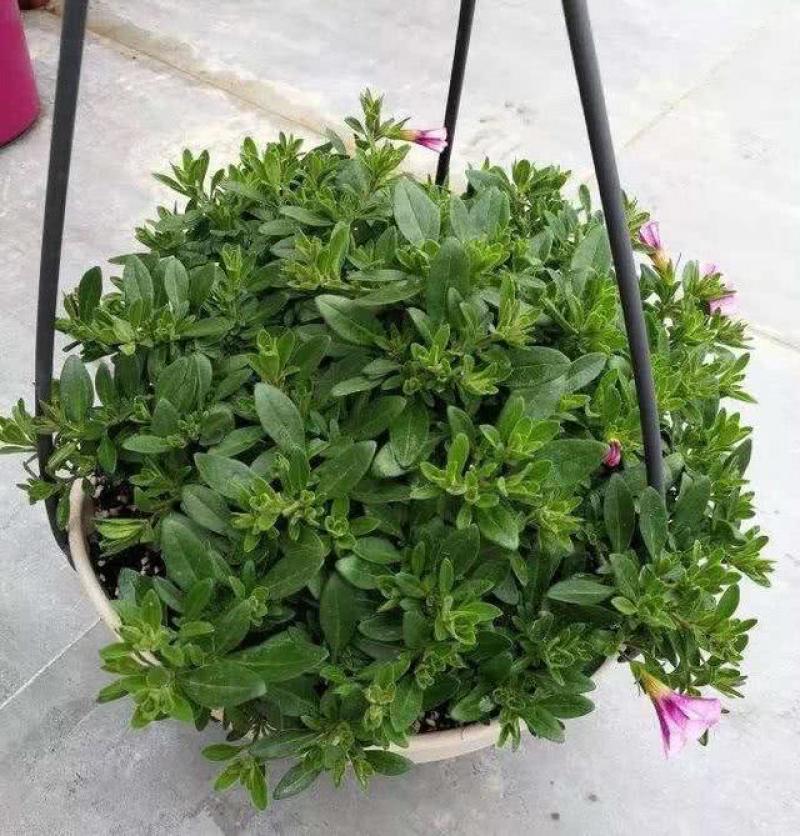 舞春花百万小玲盆栽花卉绿植室外阳台庭院花园垂吊植物易爆盆
