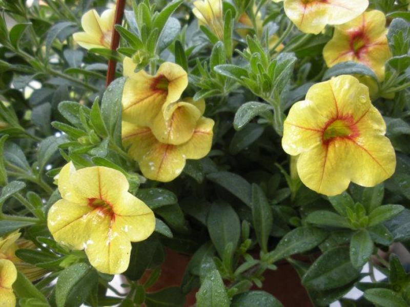 舞春花百万小玲盆栽花卉绿植室外阳台庭院花园垂吊植物易爆盆