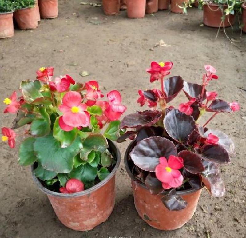 四季开花海棠玻璃脆好养带花发货室内盆栽四季开花
