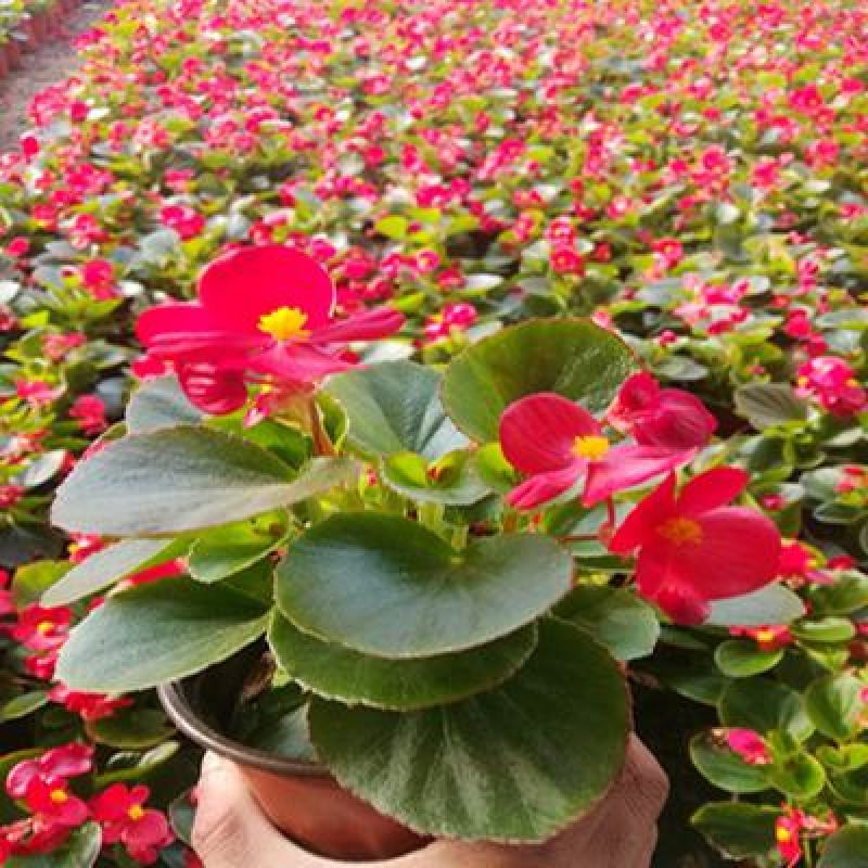 四季开花海棠玻璃脆好养带花发货室内盆栽四季开花