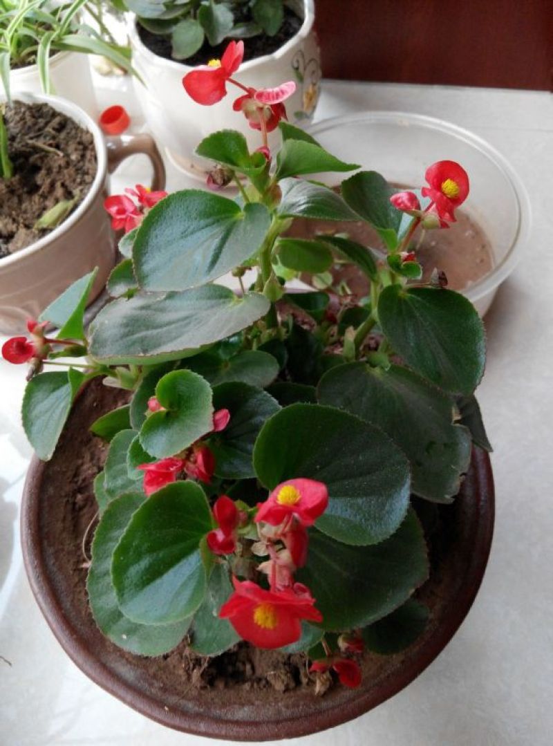 四季开花海棠玻璃脆好养带花发货室内盆栽四季开花