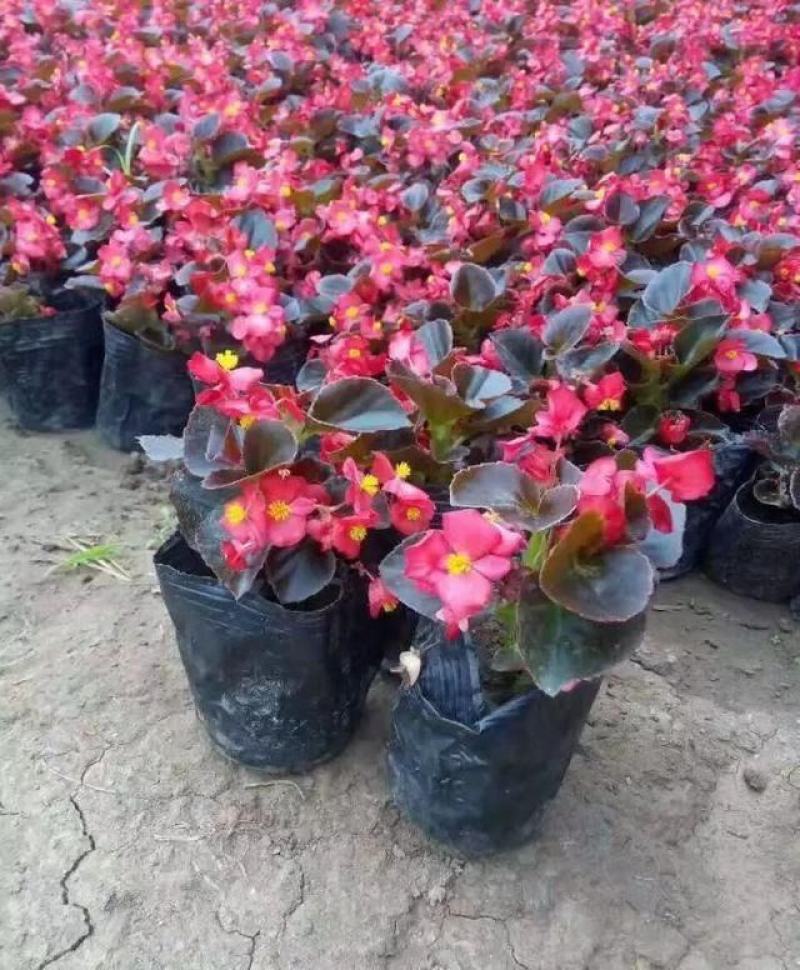四季开花海棠玻璃脆好养带花发货室内盆栽四季开花
