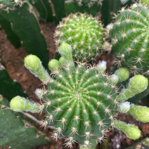 荷花仙人球四季开花花季特别长多肉植物好养易活办公室盆栽