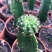 荷花仙人球四季开花花季特别长多肉植物好养易活办公室盆栽
