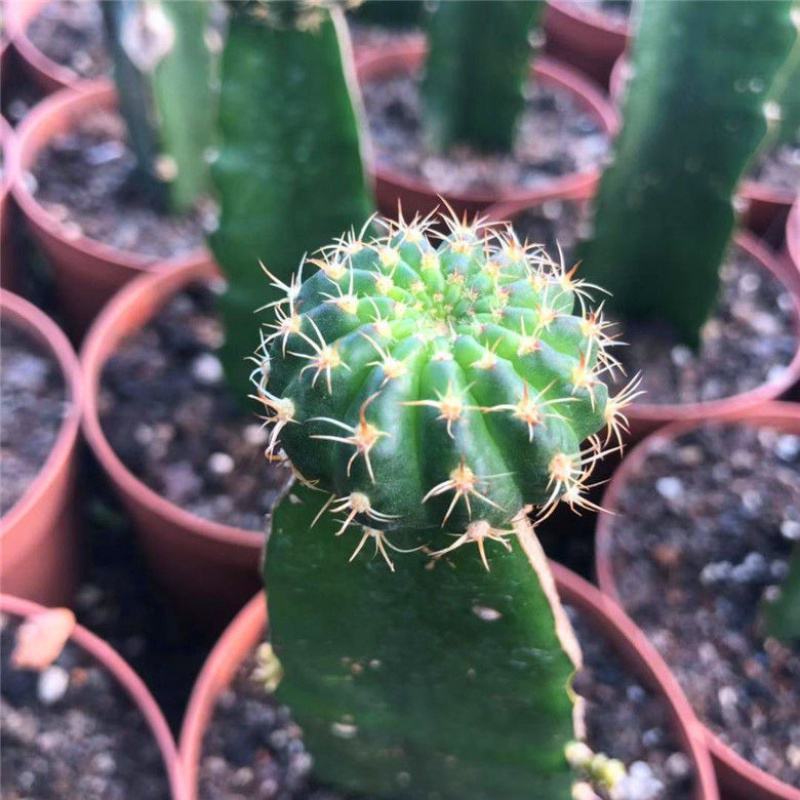 荷花仙人球四季开花花季特别长多肉植物好养易活办公室盆栽
