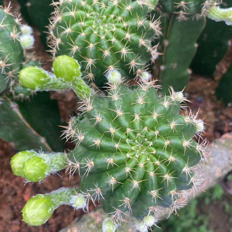 荷花仙人球四季开花花季特别长多肉植物好养易活办公室盆栽