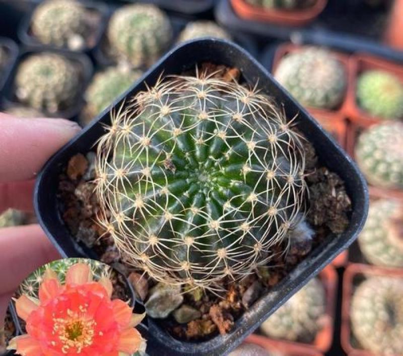 荷花仙人球四季开花花季特别长多肉植物好养易活办公室盆栽