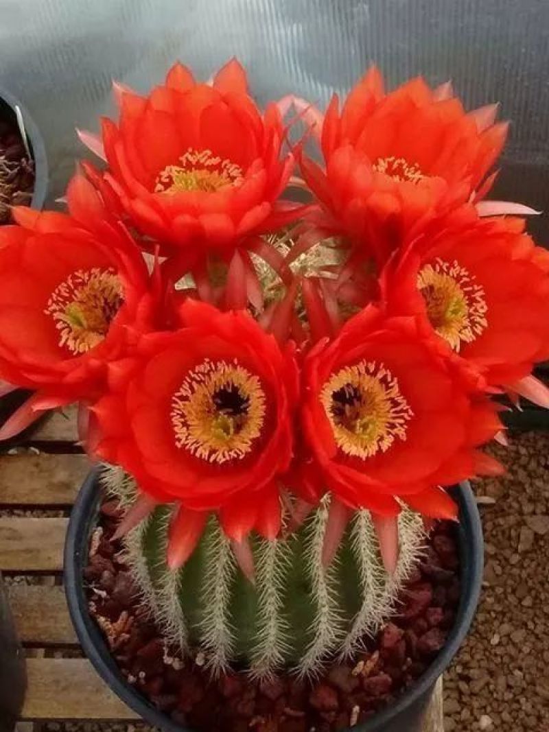 荷花仙人球四季开花花季特别长多肉植物好养易活办公室盆栽