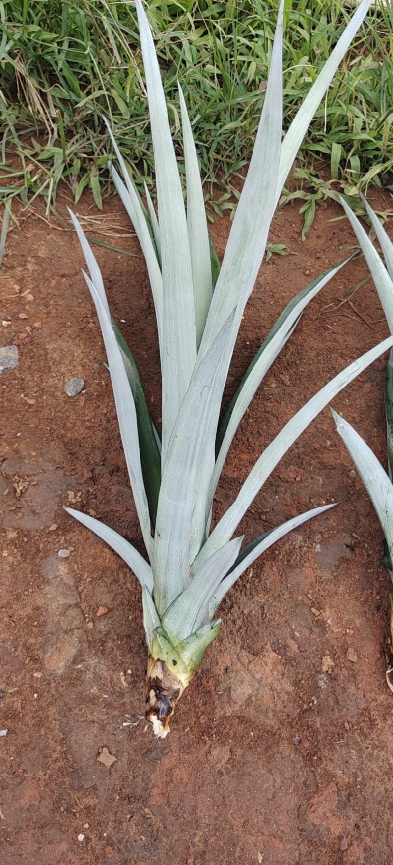 凤梨苗1年，2年，无眼菠萝苗长期供应