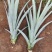 凤梨苗1年，2年，无眼菠萝苗长期供应