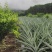 凤梨苗1年，2年，无眼菠萝苗长期供应