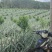 凤梨苗1年，2年，无眼菠萝苗长期供应
